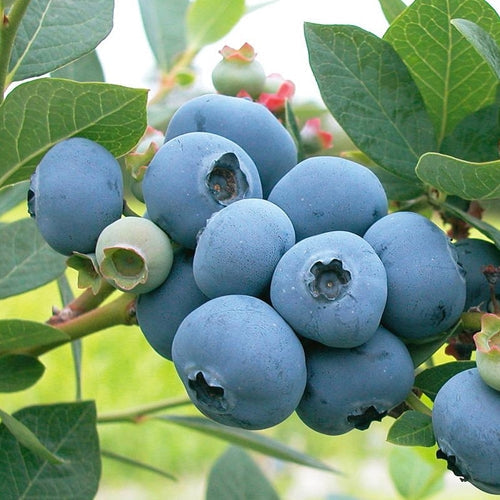Berry, Blueberry 'Sweetheart' (S.Hyb./Early-Late)