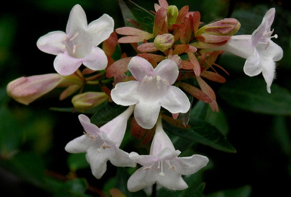 Abelia x grandiflora (white)