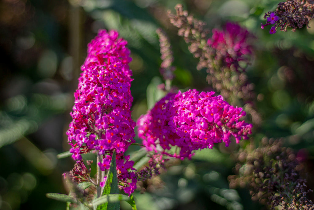 Buddleia x COLOR CHOICE® 'Miss Ruby' PW PP19950