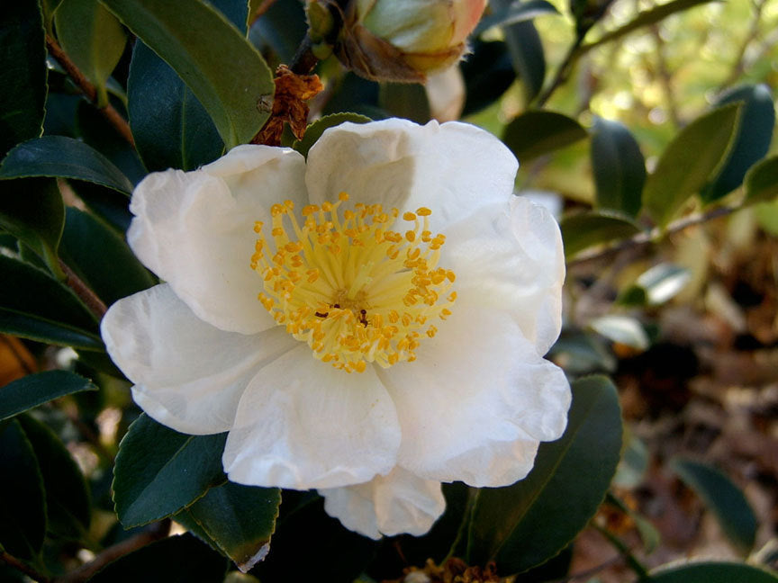 Camellia h. 'Winter's Snowman' (white)
