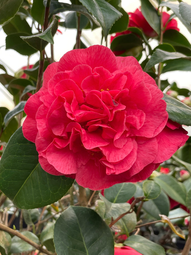 Camellia jap. 'Kramer's Supreme' (red)