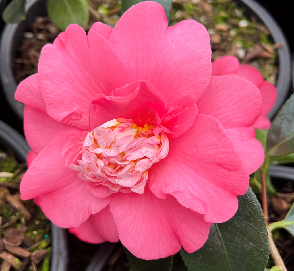 Camellia jap. 'Chandleri Elegans' (pink)