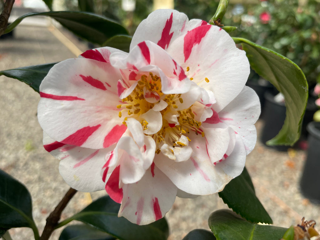 Camellia jap. 'Eleanor McCown' (white/pink)