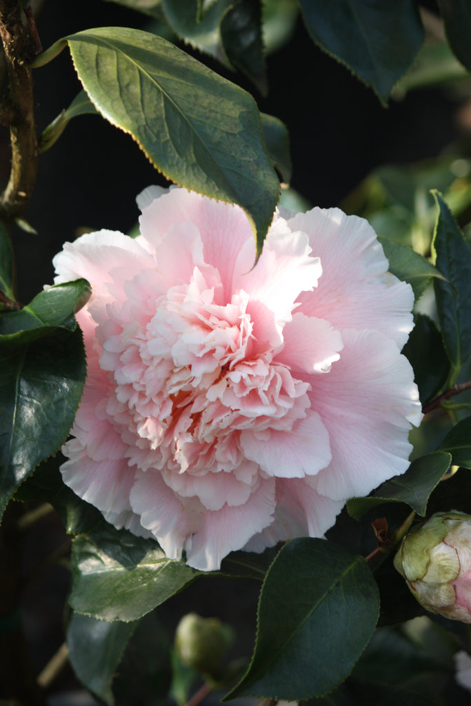 Camellia jap. 'Elegans Splendor' (pink)