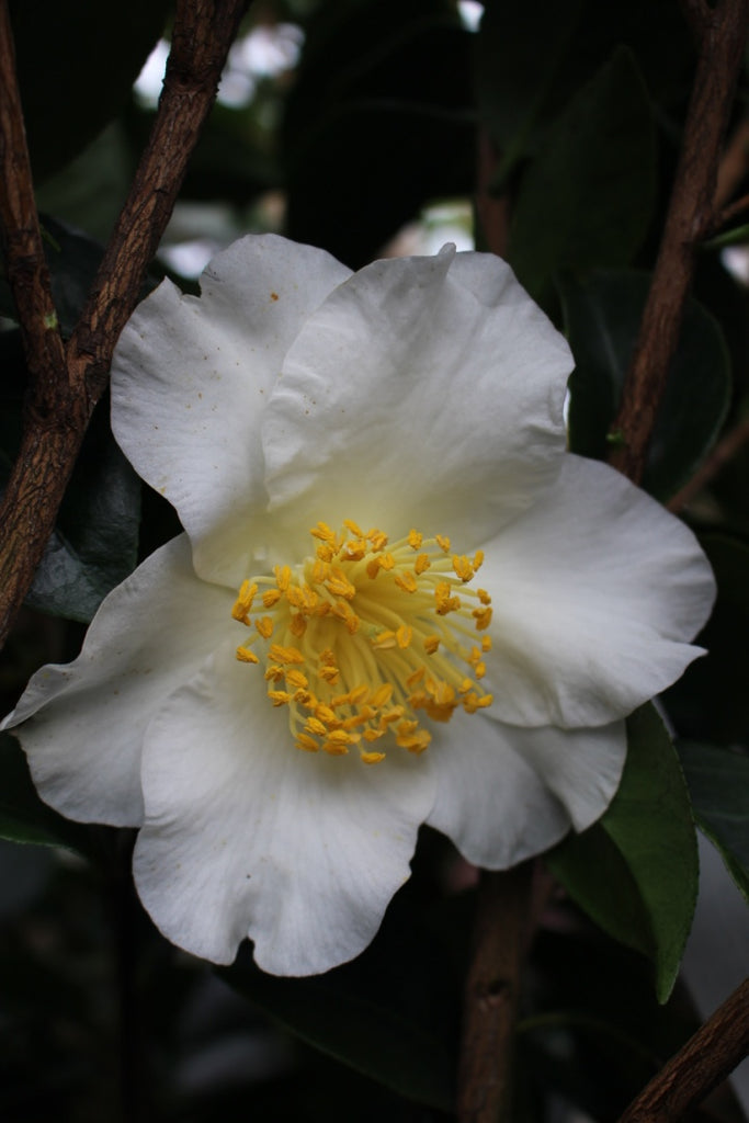 Camellia jap. 'Silver Waves' (white)