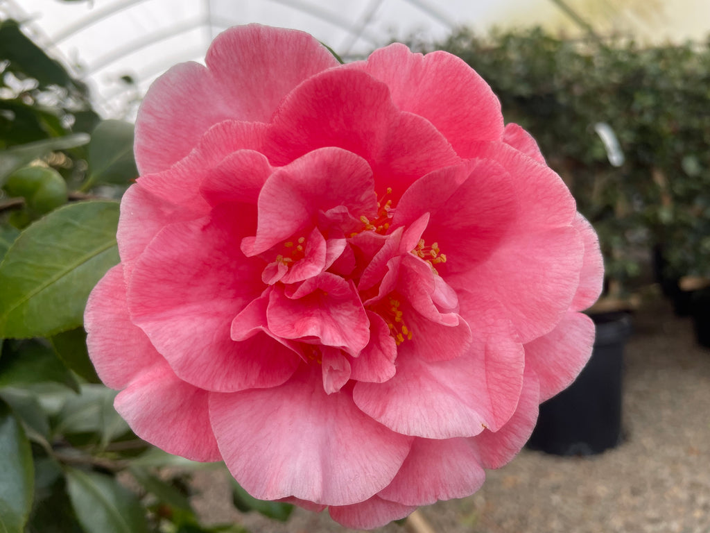 Camellia jap. 'Spellbound' (pink)