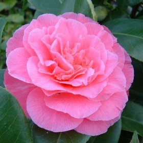 Camellia jap. 'Marie Bracey' (rose)