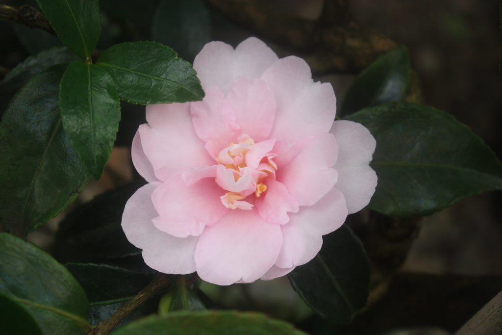 Camellia sas. 'Jean May' (pink)