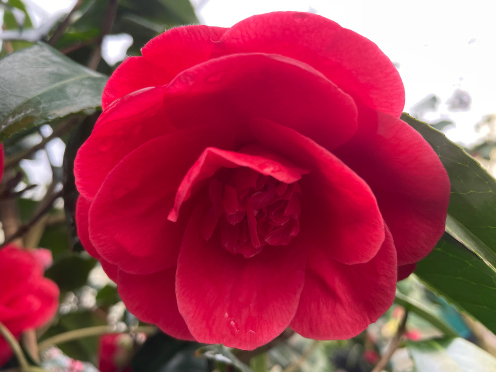 Camellia x 'Rosehill Red' (red)