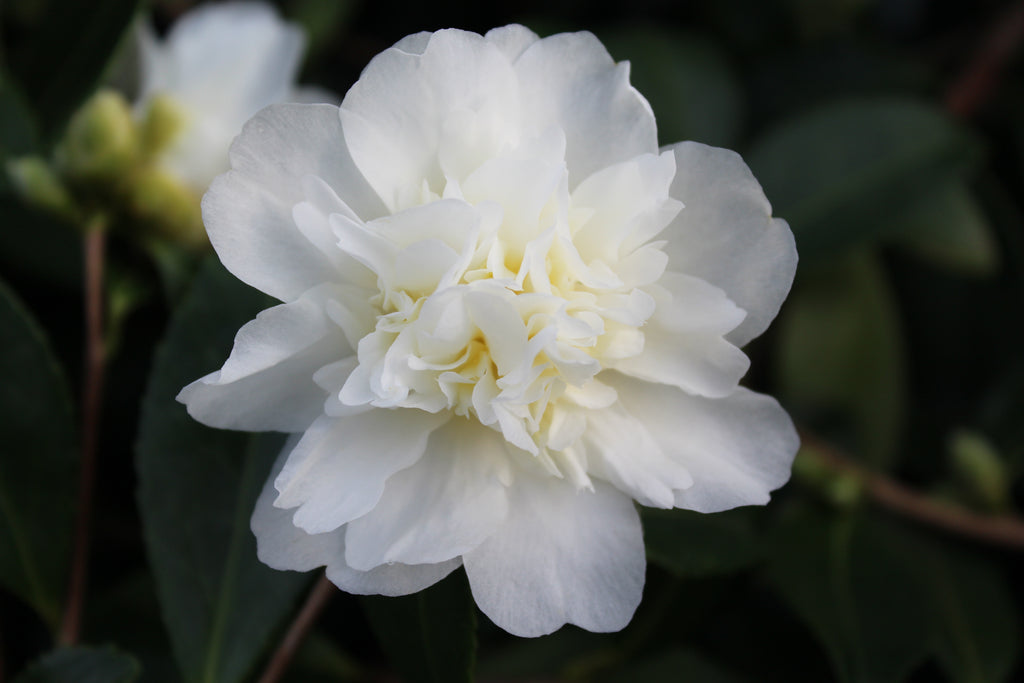 Camellia x 'Snow Flurry' (white)