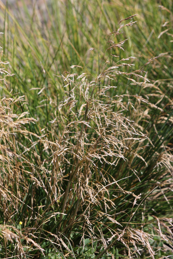 Grass, Deschampsia c. 'Goldschleier'
