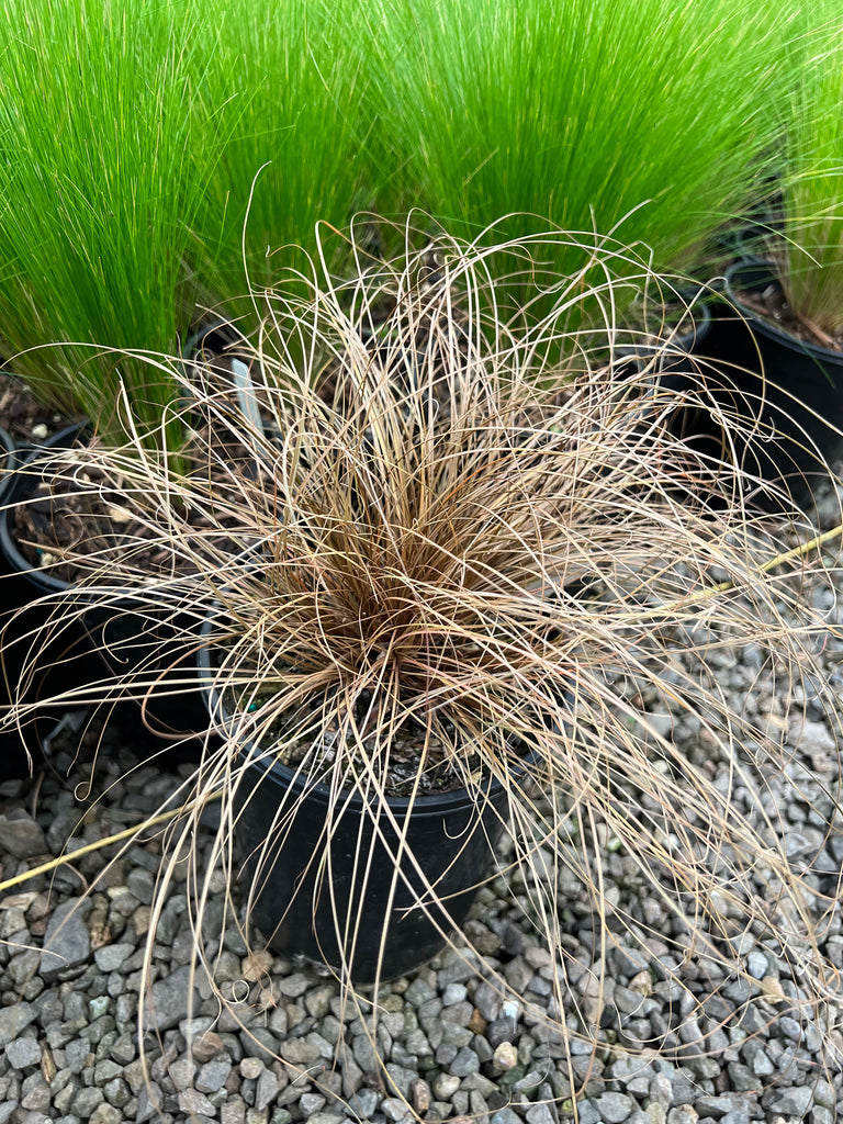 Grass, Carex flagellifera
