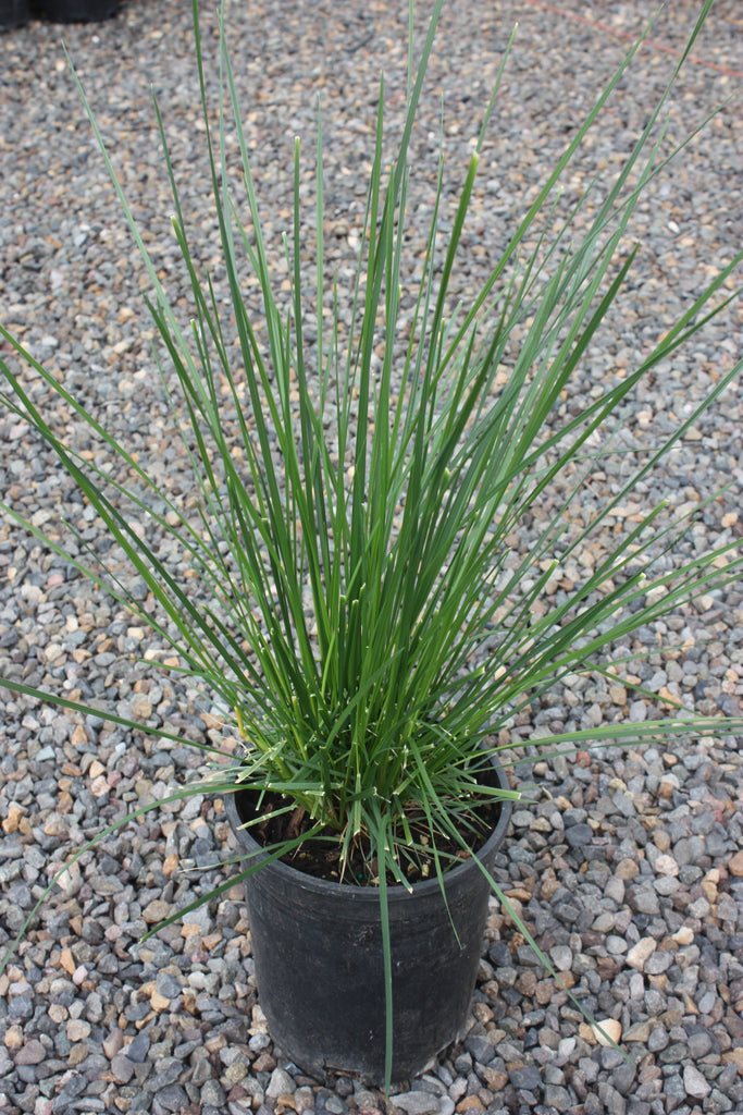 Grass, Deschampsia cespitosa