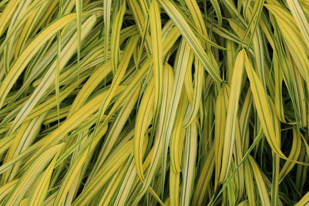 Grass, Hakonechloa m. 'Aureola'