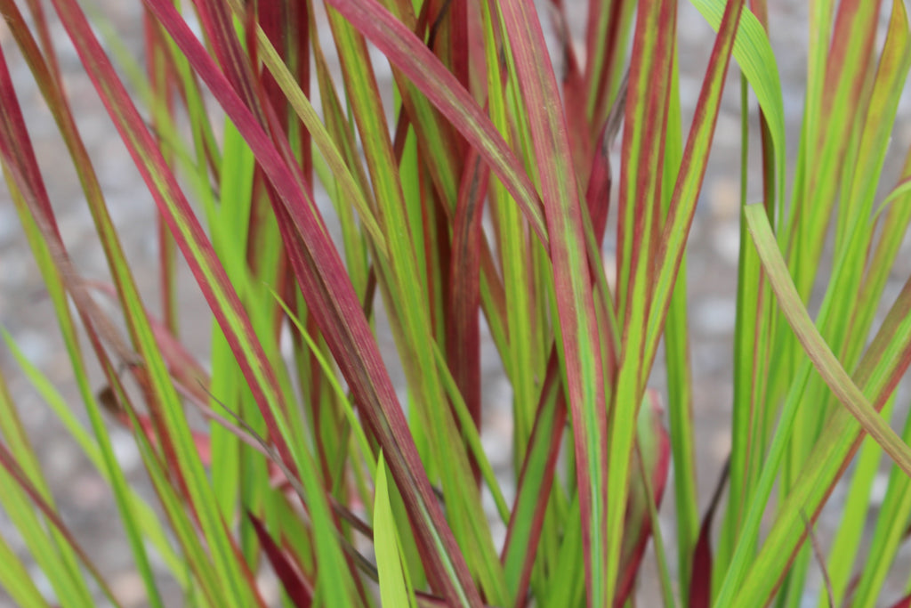 Grass, Imperata c. 'Rubra' ('Red Baron')