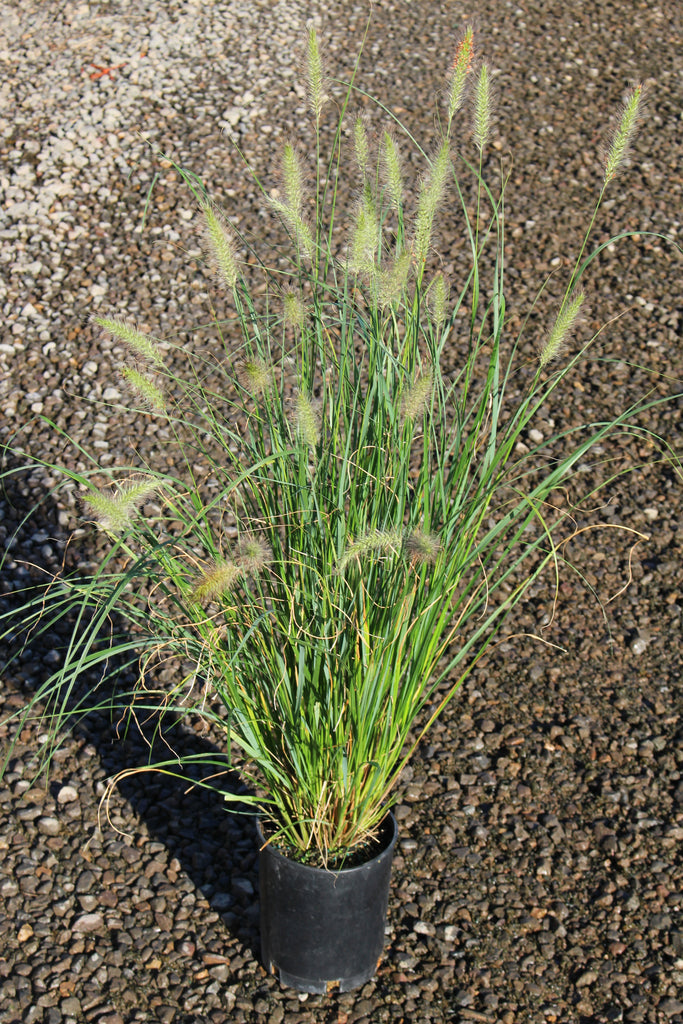Grass, Pennisetum alopecuroides