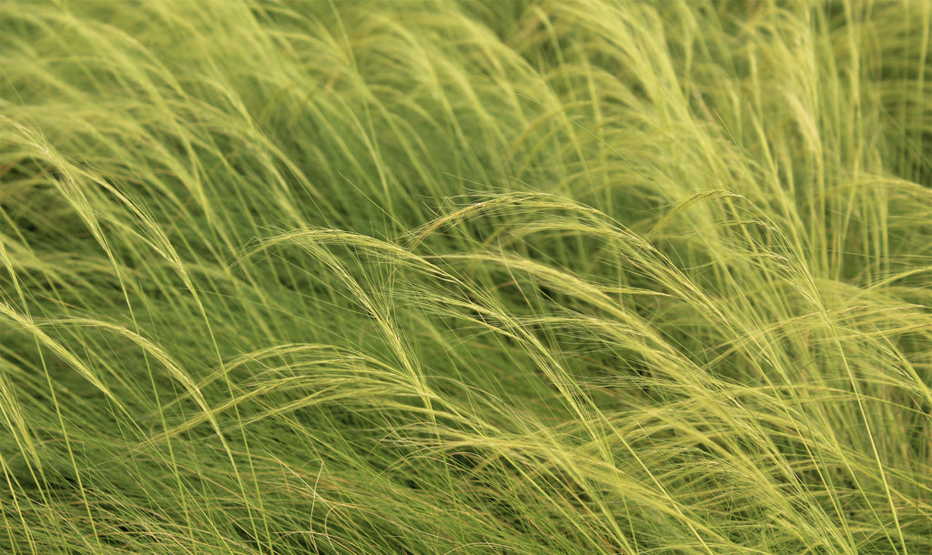 Grass, Stipa tenuissima
