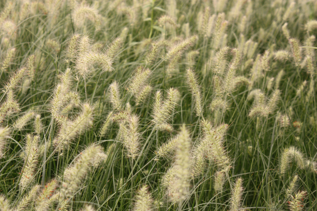 Grass, Pennisetum a. 'Little Bunny'