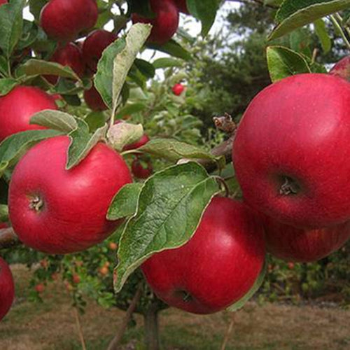 Fruit, Apple 'Akane' (Semi Dwarf)