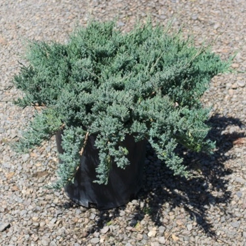 Juniperus horiz. 'Blue Chip'