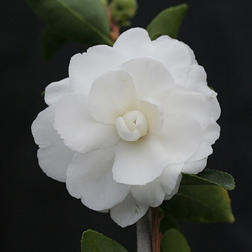 Camellia sas. 'White Doves' (white)