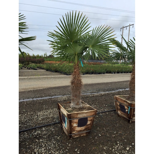 Palm, Trachycarpus fortunei