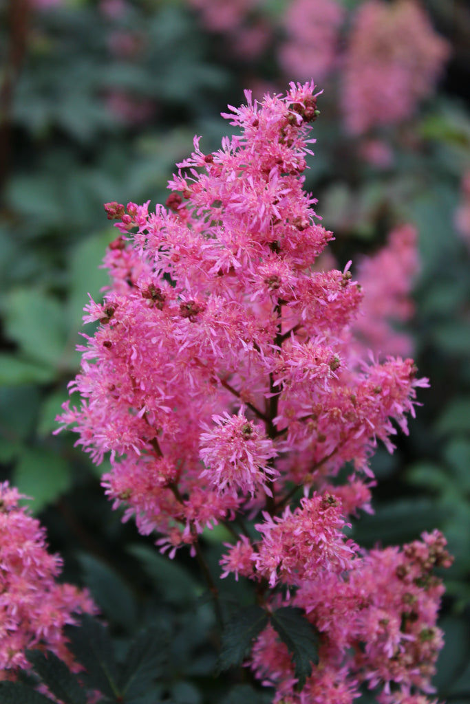 Astilbe 'Younique Pink' ™ PP19841 (pink)