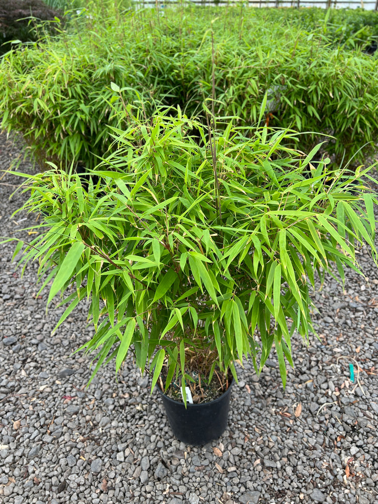 Bamboo, Fargesia robusta