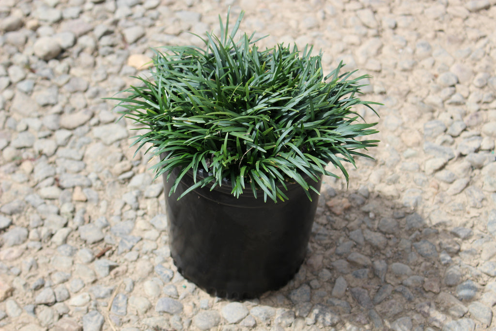 Grass, Ophiopogon japonicus 'Nana'