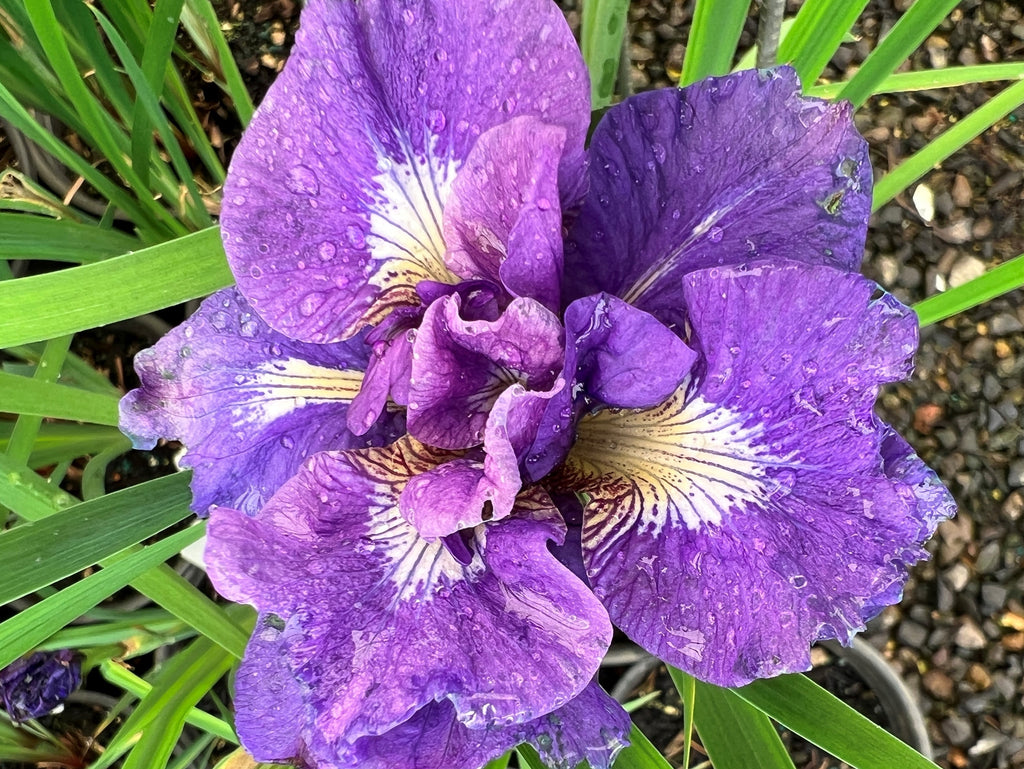 Iris sibirica 'Kabluey' (violet/blue)