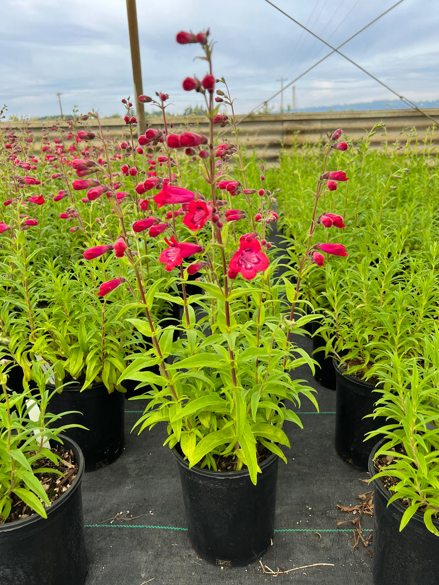 Penstemon CHA CHA Hot Pink Loen Nursery Inc