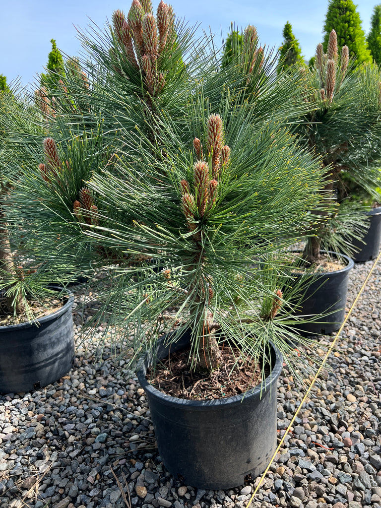 Pinus jeffreyi 'Joppi'