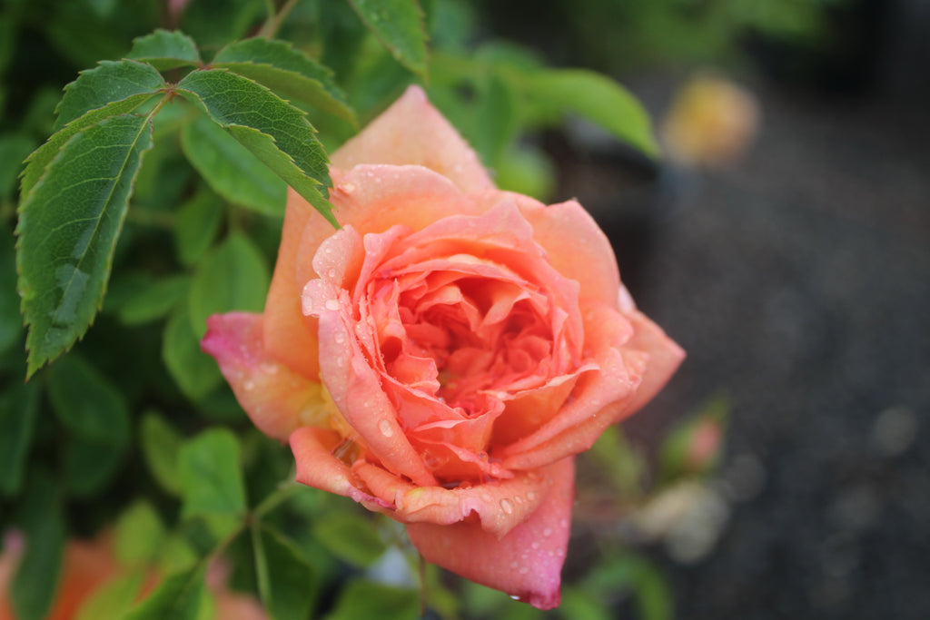 Rosa David Austin® 'Lady of Shallott' (salmon pink)