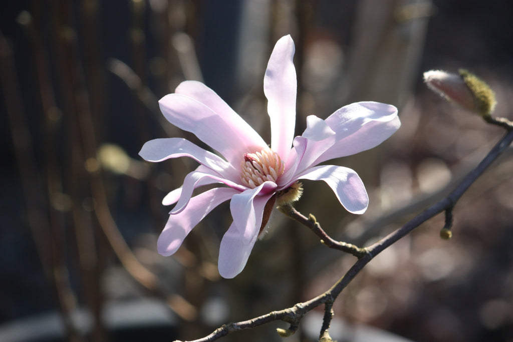 Magnolias & Dogwoods: <br>The Spring Beauties You Can't Miss