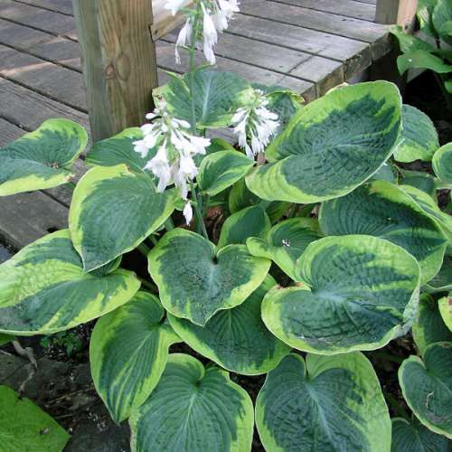 Hosta 'Frances Williams'