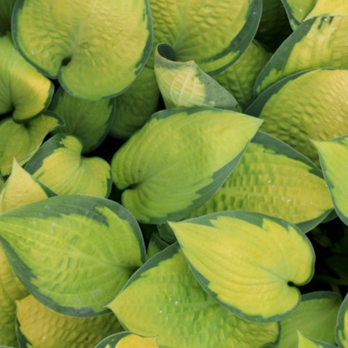 Hosta 'Paul's Glory'