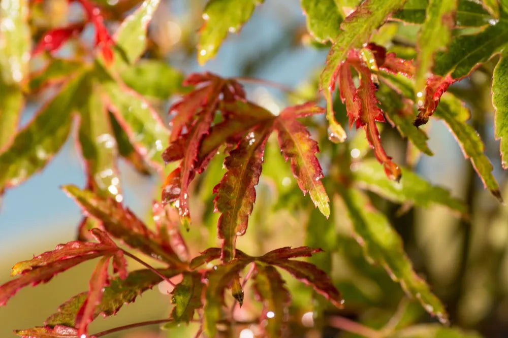 Acer palmatum 'Tennyo no hoshi' (CG)