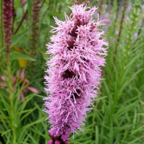 Liatris s. 'Floristan Violet'