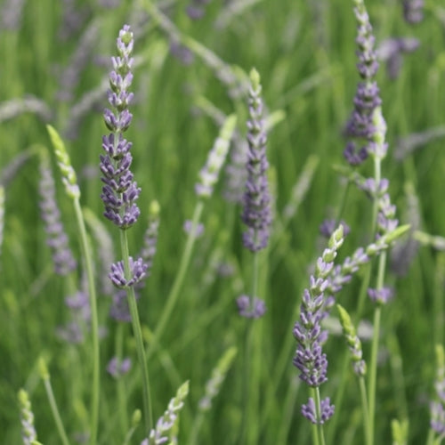 Lavandula x intermedia 'Provence'