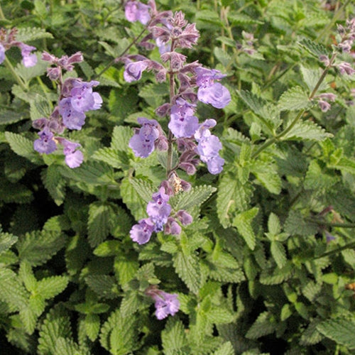 Nepeta 'Walkers Low'