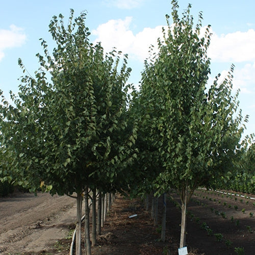 Tilia To. 'Satin Shadow'