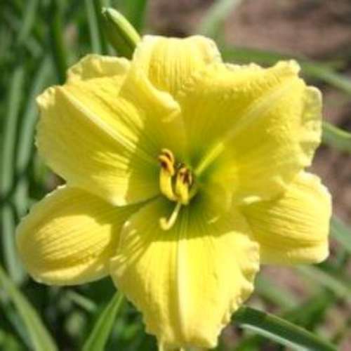 Hemerocallis 'Flamboyant Show' (gold)