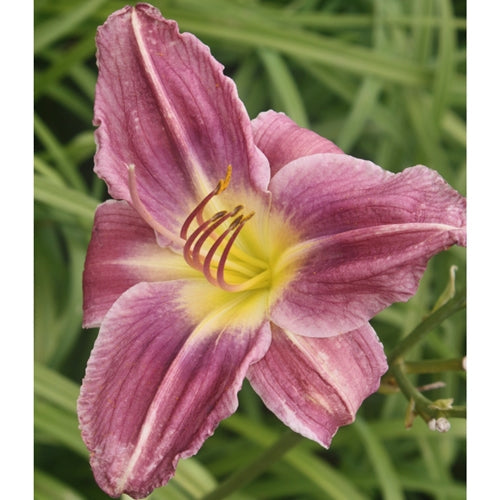 Hemerocallis 'Prairie Blue Eyes' (lavender)