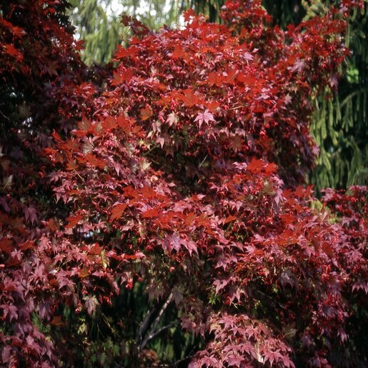 Acer palmatum 'Oshio beni'