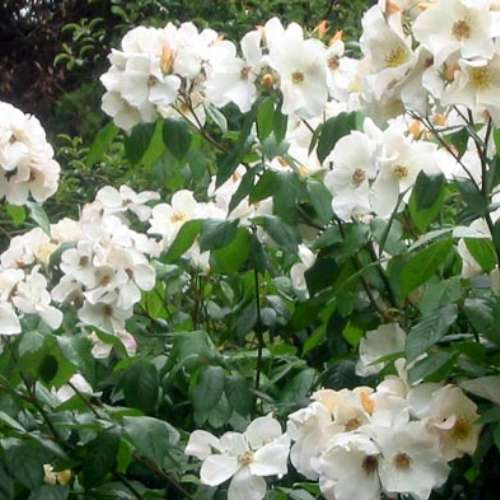 Rosa climb. 'Sally Holmes' (white)