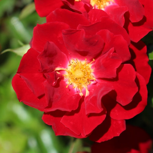 Rosa gc. 'Red Buttons' (red)