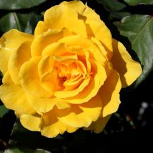 Rosa ht. 'Henry Fonda' PP9390 (yellow)