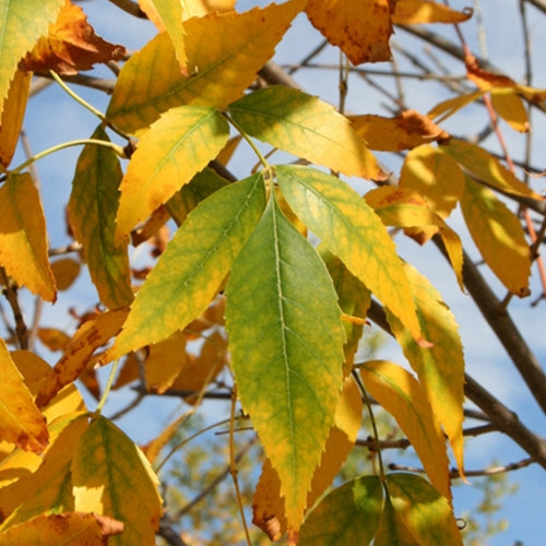 Fraxinus penn. 'Patmore' PP4684