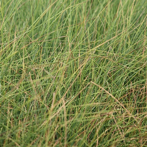 Grass, Juncus patens