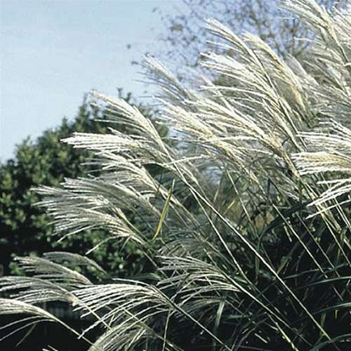 Grass, Miscanthus sin. 'Silberfeder'